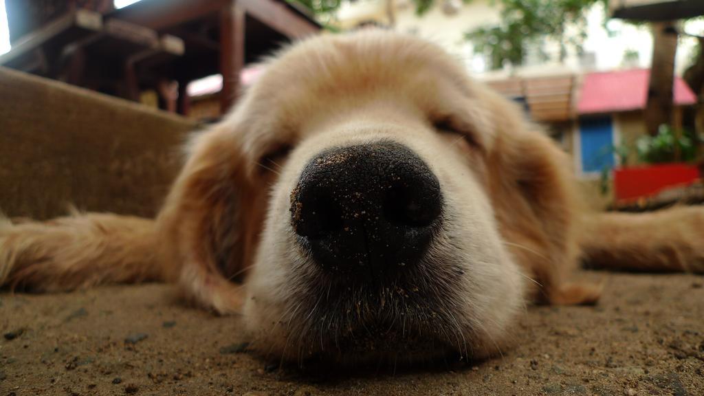 Lazy Dog Bed & Breakfast Balabag  Luaran gambar
