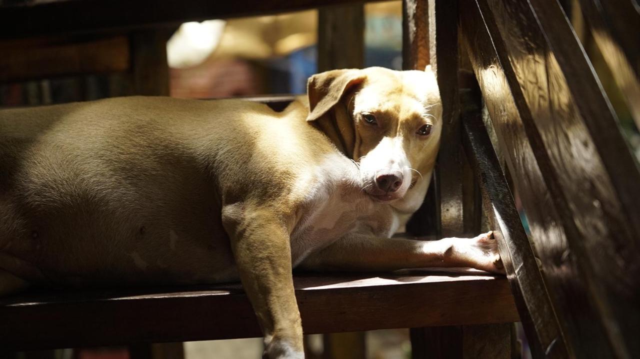 Lazy Dog Bed & Breakfast Balabag  Luaran gambar
